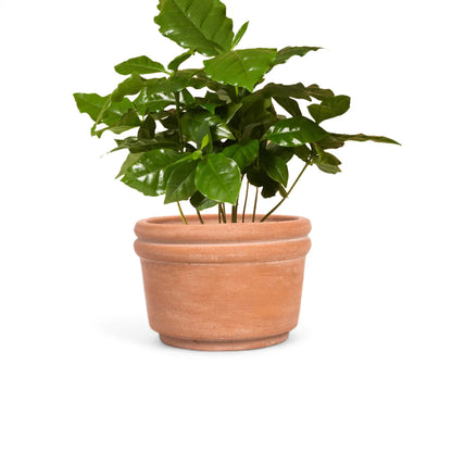 Felipe Medium Terracotta Planter